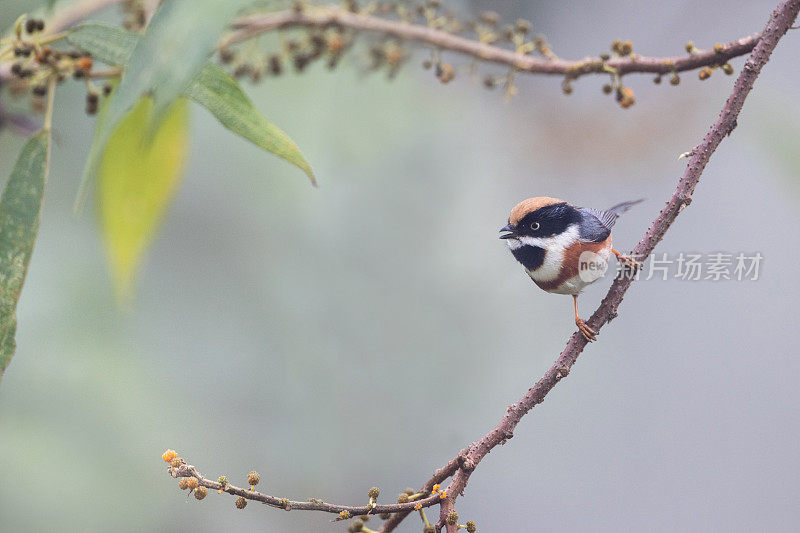 山雀:成年黑喉山雀(Aegithalos concinnus)，又称黑喉山雀。